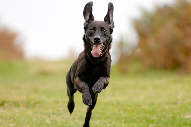 tips for high energy dog