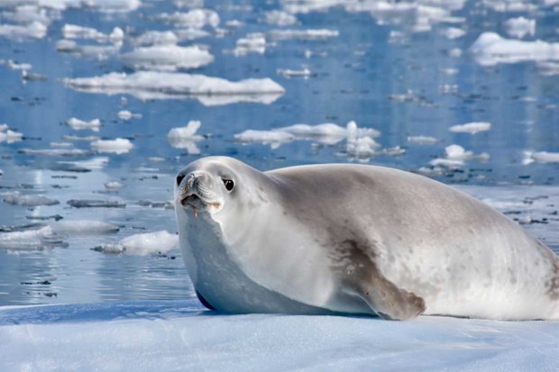 Antarctic fur seal