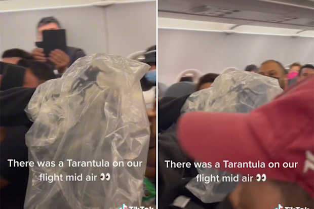 Tarantula captured on commercial flight
