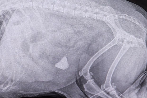 Archi Cocker Spaniel X-ray