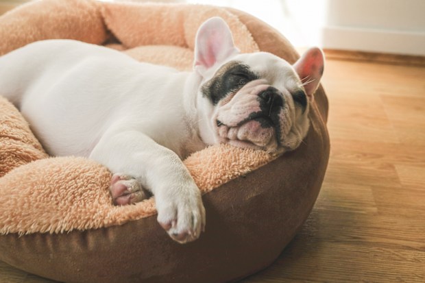 French Bulldog Puppy sleeping on comfortable pet bed