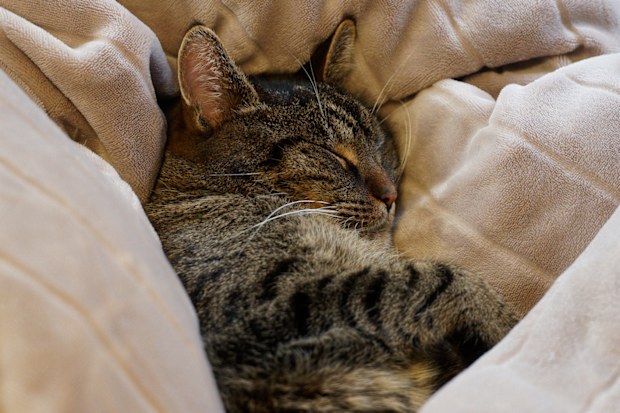 Cat resting on a cozy bed amidst pillows and a soft sheet