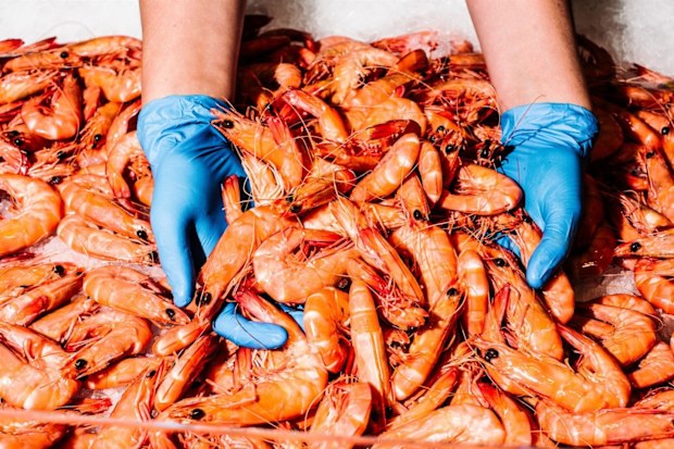 Prawns from Sydney Fish Market