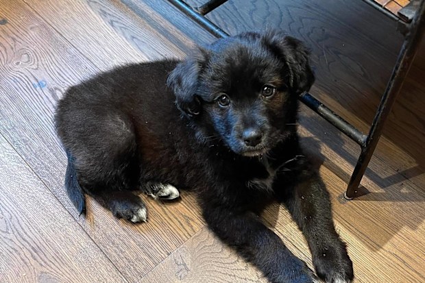 Lilly Allen rehomed dog after it ate her passports
