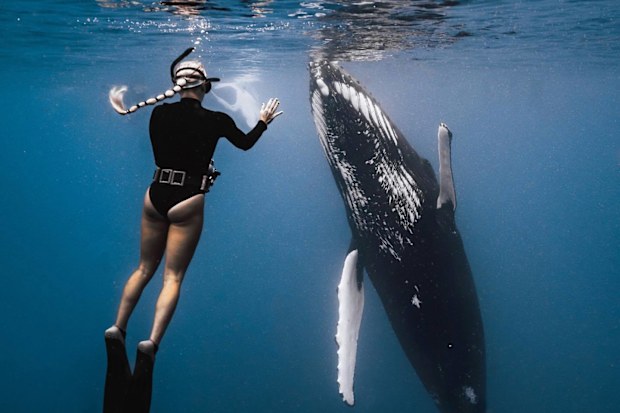 Majestic Whale Encounters.