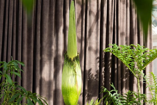 Corpse flower could bloom tonight