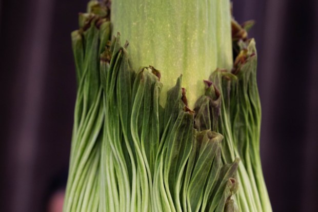 Corpse flower could bloom tonight