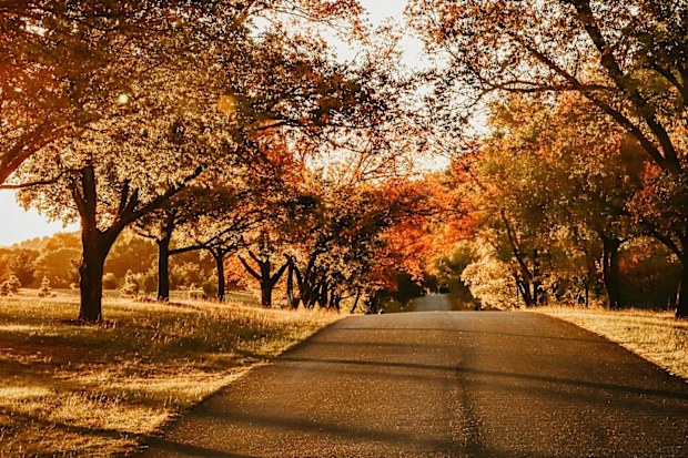 Autumn foliage in Canberra
