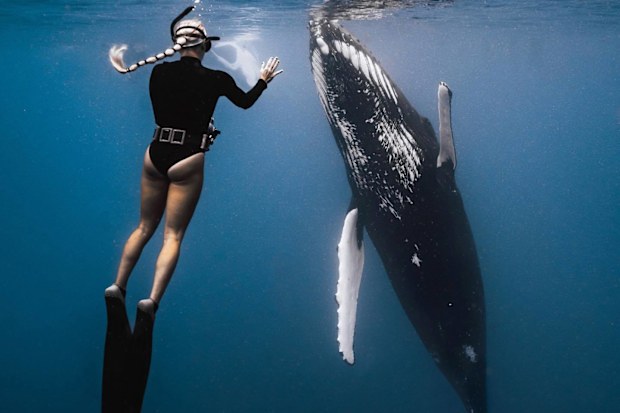 Majestic Whale Encounters.