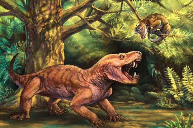 An artists representation of a gorgonopsian.