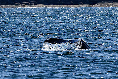 Sydney Harbour, New South Wales
