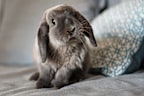 lop rabbit on sofa
