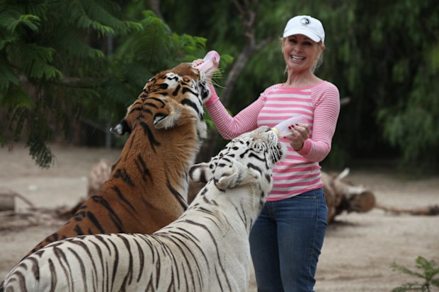 Patty Perry suffered injuries to her head and neck when she got caught between two roughhousing tigers.