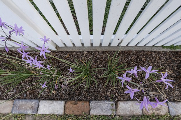 plants in garden bed