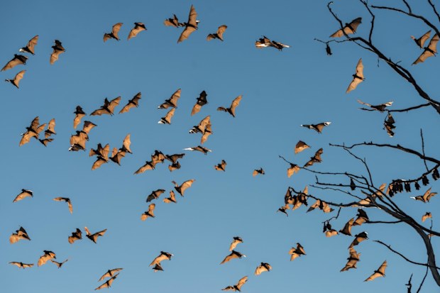 Spectacled flying foxes are found throughout Far North Queensland, and are vital pollinators of the rainforests. They are listed as endangered. 