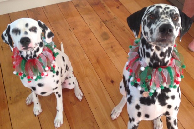 Harvey and Chloe
