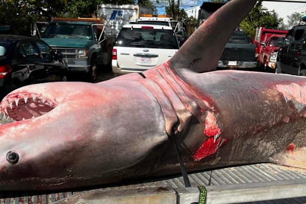 The shark had several large gashes along its side.