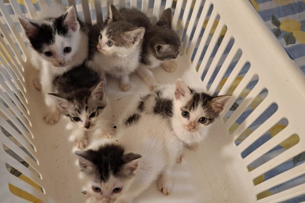 vacuum cleaner litter