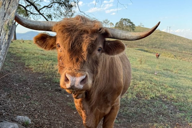 john walsh farm stay nsw 