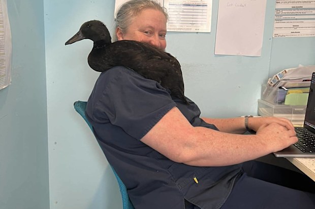 Mel Vincent and duck.