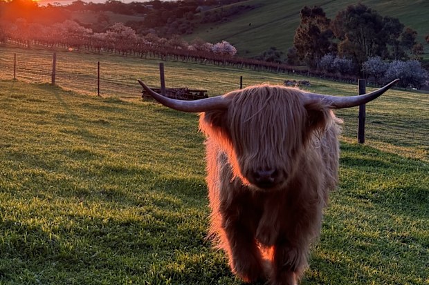 Rahley the cow has also been reported missing.