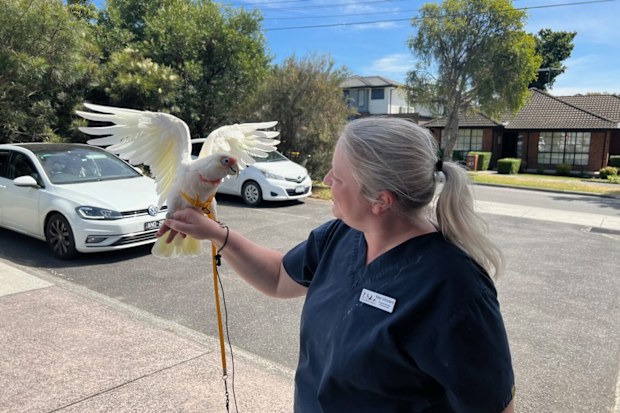 Bird trainer Mel Vincent holds a bird.