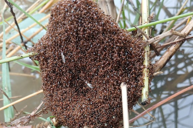 Fire ant infestation risk after Queensland flooding from ex-Cyclone Alfred