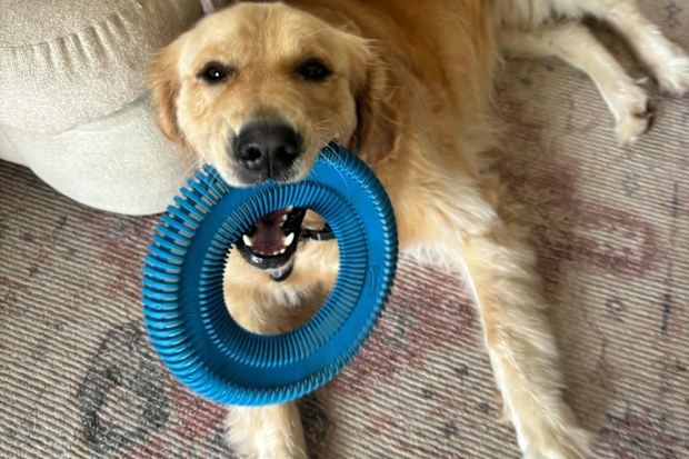Golden Retriever 