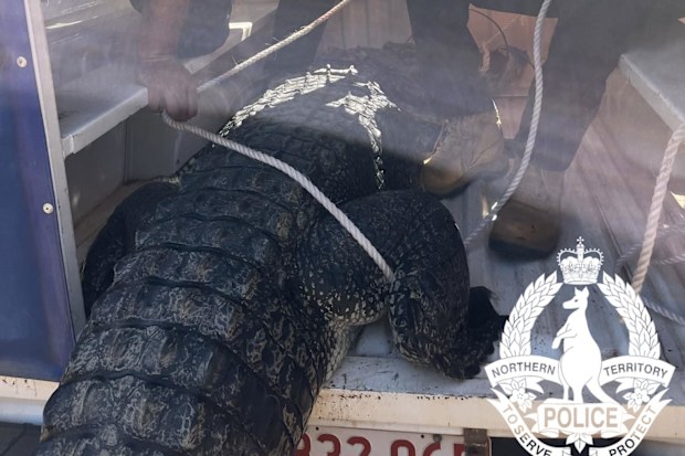 A problem crocodile that ate dogs and lunged at passersby has been killed in a remote town in the Northern Territory.