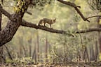 <p>"In this image, you can see a red fox walking along a tree branch at a considerable height from the ground, demonstrating that these animals are true tightrope walkers of nature," photographer Daniel Valverde Fernandez said.</p><p>"The fox is perfectly framed between the branches and its silhouette is subtly highlighted by the sun's rays falling on it."</p>
