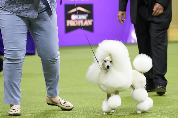 Dogs generic dog generic