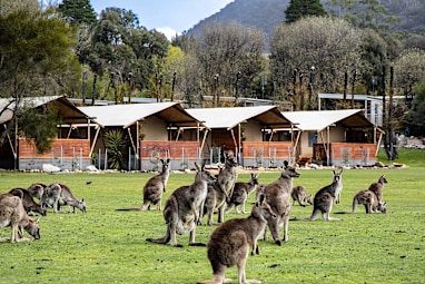 Halls Gap Lakeside Tourist Park 