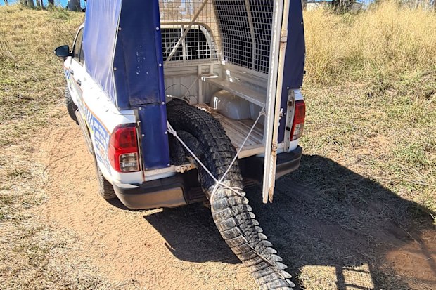 A problem crocodile that ate dogs and lunged at passersby has been killed in a remote town in the Northern Territory.