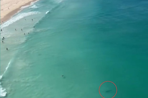 Chilling aerial footage shows a deadly tiger shark swimming in shallow water just metres from beachgoers in Perth.