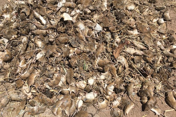 Hundreds more mice in Gilandra. mice plague