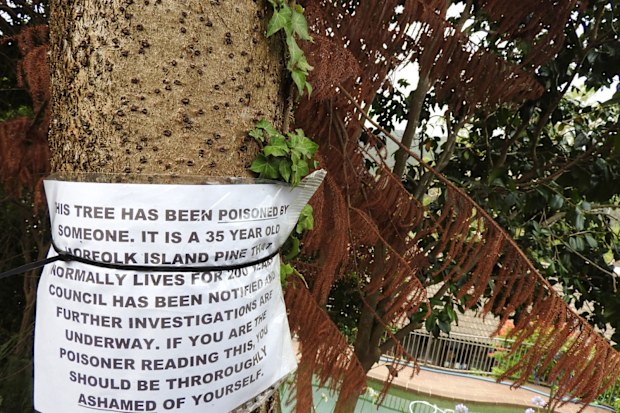 Andy posted this notice to his 30-year-old Norfolk pine after he found out someone had poisoned it.
