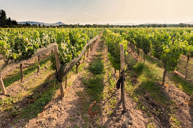  Colchagua Valley