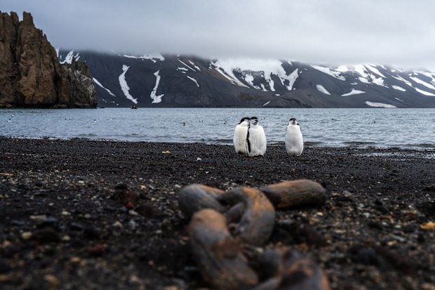 Highlights of AntarcticaShip
MS Fridtjof Nansen