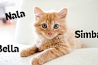 Cat names