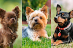Small dog breeds split