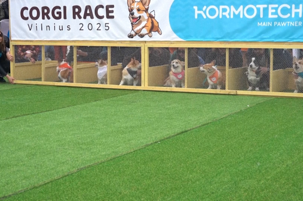Corgi's at the Vilnius Corgi Race