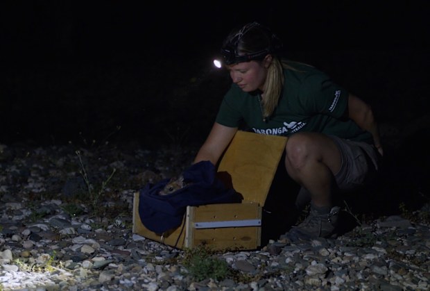Rachael Schildkraut releasing a chuditch back into the wild.