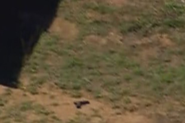 A shot of the gun, understood to be stolen from one of the officers he killed in Porepunkah last year, at the property where Freeman was shot dead yesterday.