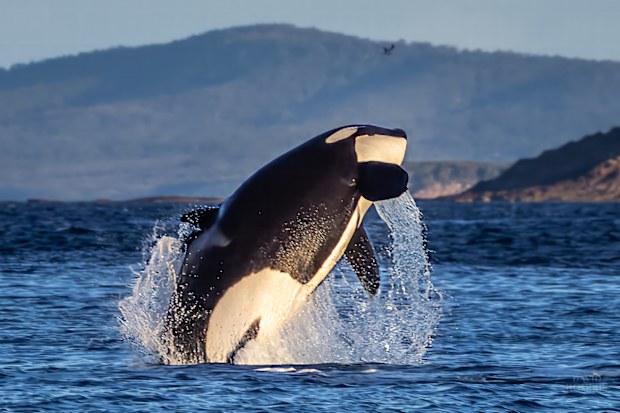 Orcas seen off the coast of Merimbula, on NSW south coast. 