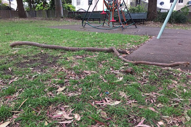 The tree has been known to drop large branches as thick as baseball bats into the park. 