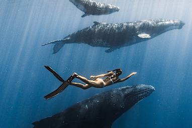 Swim with humpback whales