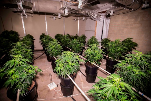 Close to 300 cannabis plants were seized by police. (ACT Police) 