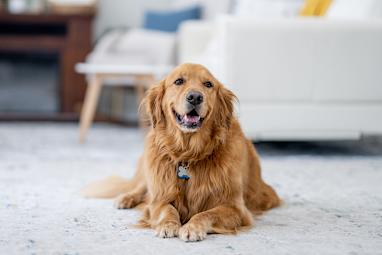 3. Golden Retriever