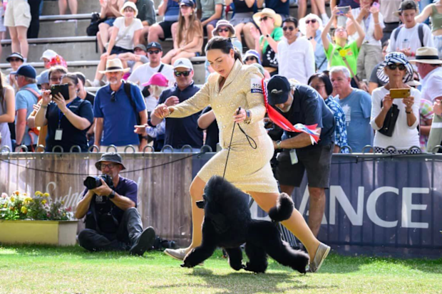 The runner up for Best in Show was Supreme Ch Montaires Beautiful Beastie, a miniature poodle owned by Paige and Mark Clarke.