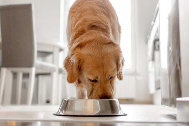 dog eating